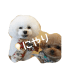 キュートなトイプードルたち（個別スタンプ：16）