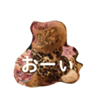 キュートなトイプードルたち（個別スタンプ：17）