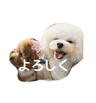 キュートなトイプードルたち（個別スタンプ：18）
