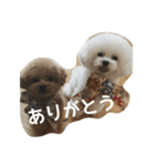 キュートなトイプードルたち（個別スタンプ：19）
