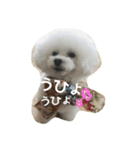 キュートなトイプードルたち（個別スタンプ：22）