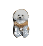 キュートなトイプードルたち（個別スタンプ：26）
