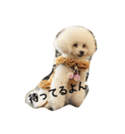 キュートなトイプードルたち（個別スタンプ：27）
