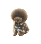 キュートなトイプードルたち（個別スタンプ：32）