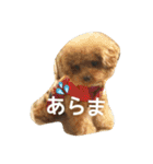 キュートなトイプードルたち（個別スタンプ：33）