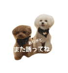 キュートなトイプードルたち（個別スタンプ：37）