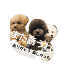 キュートなトイプードルたち（個別スタンプ：38）