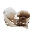 キュートなトイプードルたち（個別スタンプ：39）
