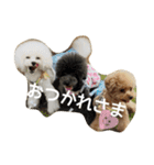 キュートなトイプードルたち（個別スタンプ：40）