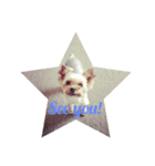 愛犬 Cocoa（個別スタンプ：6）