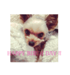 愛犬 Cocoa（個別スタンプ：7）