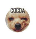 愛犬 Cocoa（個別スタンプ：9）