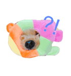 愛犬 Cocoa（個別スタンプ：10）