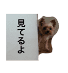 愛犬 Cocoa（個別スタンプ：11）