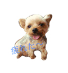 愛犬 Cocoa（個別スタンプ：12）