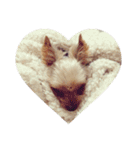 愛犬 Cocoa（個別スタンプ：13）