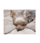 愛犬 Cocoa（個別スタンプ：14）
