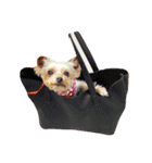愛犬 Cocoa（個別スタンプ：16）