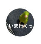 マメルリハ らぶ（個別スタンプ：4）