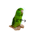 マメルリハ らぶ（個別スタンプ：5）