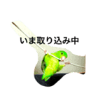 マメルリハ らぶ（個別スタンプ：6）