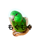 マメルリハ らぶ（個別スタンプ：8）