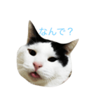gomafu2（個別スタンプ：1）