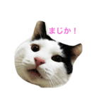 gomafu2（個別スタンプ：2）