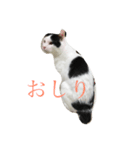 gomafu2（個別スタンプ：5）