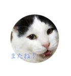 gomafu2（個別スタンプ：7）