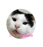gomafu2（個別スタンプ：8）