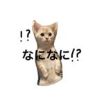 rrrrrrrri（個別スタンプ：10）