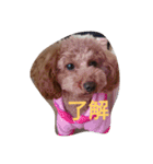 p1010（個別スタンプ：1）
