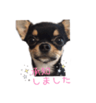 チワワのココ(日常会話4)（個別スタンプ：15）
