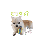 チワワのココ(日常会話4)（個別スタンプ：28）