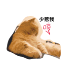Cut Catcat（個別スタンプ：1）