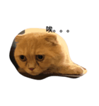 Cut Catcat（個別スタンプ：2）