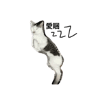 Cut Catcat（個別スタンプ：4）