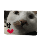 Cut Catcat（個別スタンプ：5）