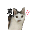 Cut Catcat（個別スタンプ：6）