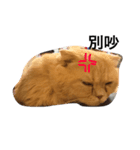 Cut Catcat（個別スタンプ：7）