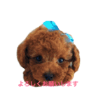 アイドル犬・エソラくん Ver.1（個別スタンプ：1）