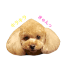 アイドル犬・エソラくん Ver.1（個別スタンプ：2）