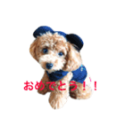 アイドル犬・エソラくん Ver.1（個別スタンプ：3）
