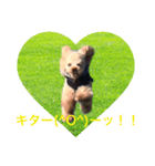アイドル犬・エソラくん Ver.1（個別スタンプ：5）