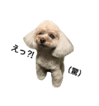 アイドル犬・エソラくん Ver.1（個別スタンプ：7）