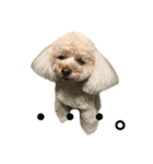アイドル犬・エソラくん Ver.1（個別スタンプ：8）