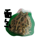 happy frogs and their daily（個別スタンプ：3）