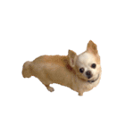 my dog  is chihuahua（個別スタンプ：1）