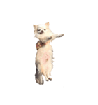my dog  is chihuahua（個別スタンプ：2）